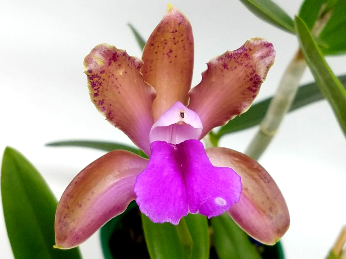 C BICOLOR (LABELàO X PUNCTATA) NBS