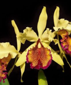 C. DOWIANA “AUREA” X BLC. MIRIAM SUZUKI MUDA