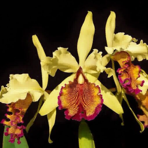 C. DOWIANA “AUREA” ADULTA