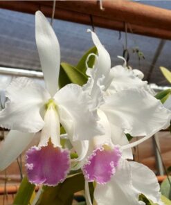 CATLEYA LABIATA SEMI ALBA CARNEA MUDA 5 A 10 CM