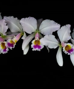 C. GASKELIANA “SEMI ALBA MONALISA” X SELF  ESPECIE CORTE ADULTO