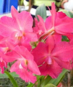 CATTLEYTONIA MUDA 5 A 10 CM