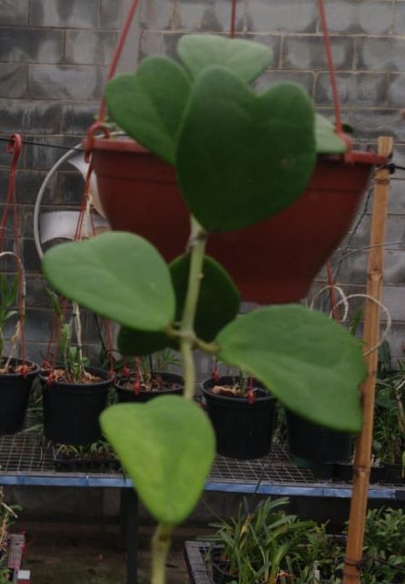 FLOR DE CERA CUMINGIANA - MUDA - Imagem 2