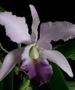 C. EROS COERULEA X TRIANAE COERULEA ADULTA