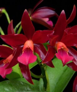 C. CHOCOLATE DROP MUDA 5 A 10 CM