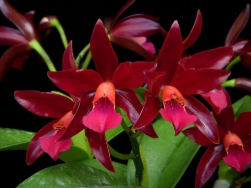 C. CHOCOLATE DROP MUDA 5 A 10 CM