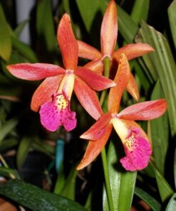 CHOCOLATE DROP X RICHARD MILLER MUDA 5 A 10 CM