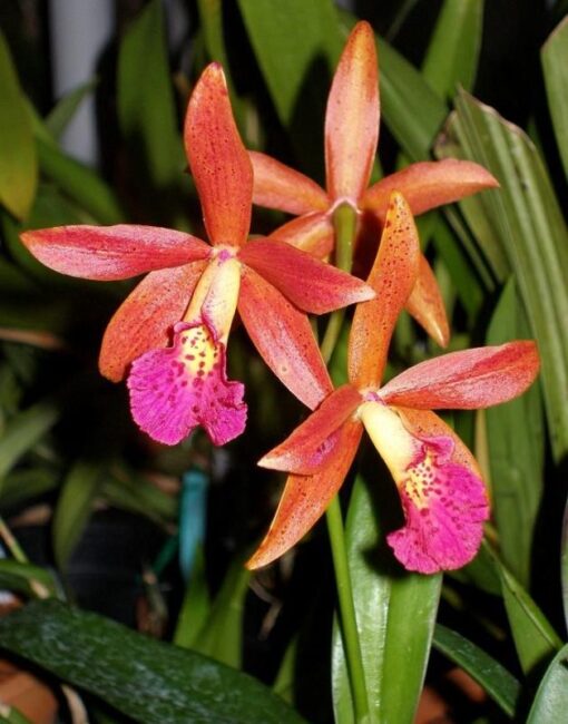 CHOCOLATE DROP X RICHARD MILLER MUDA 5 A 10 CM