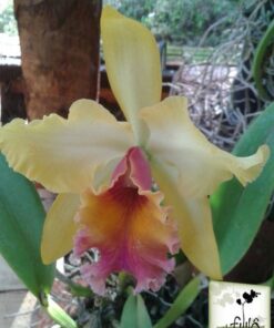 LC COLIBRI FRANK FORDYCE X ORANGE SHOW CLOUD FOREST  PRÉ ADULTA