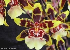 ONCYDIUM COLMANARA MUDA