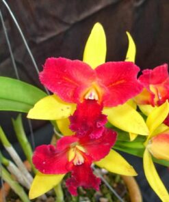 BLC. CONFETI ADULTA