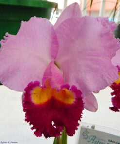 C. LARISSA X C. CULMINANT MUDA