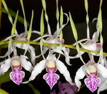 DENDROBIUM ANTENATUM MUDA 5 A 10 CM
