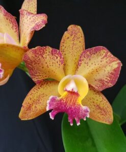 C. HAWAIIAN SNOWFLAKE X BLC. NOBILE’S FÁ “WHITE STAR” PRE ADULTA