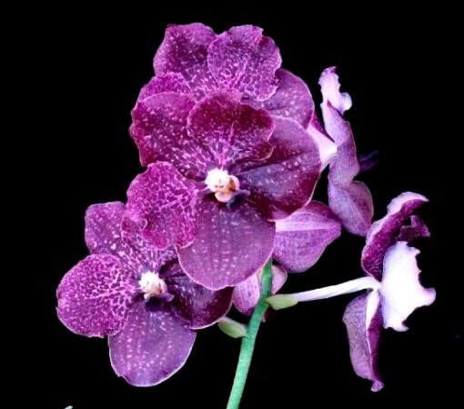 ASCDA. KULTANA VIOLETA MUDA