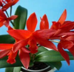 C. VALENTINE LK ADULTA