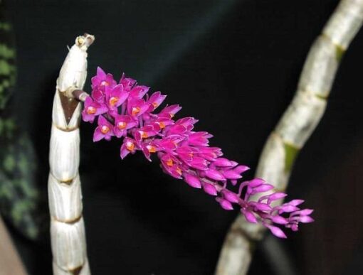 DENDROBIUM SECUNDUM TIPO MUDA