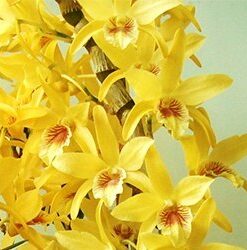 DENDROBIUM HÍBRIDO D15  PRÉ ADULTO