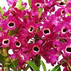 DENDROBIUM HÍBRIDO D2  PRÉ ADULTO