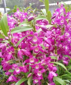 DENDROBIUM HÍBRIDO D32  PRÉ ADULTO