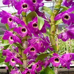 DENDROBIUM HÍBRIDO D40  PRÉ ADULTO