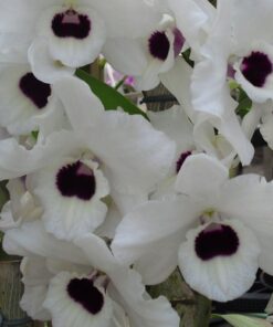 DENDROBIUM HÍBRIDO D42  PRÉ ADULTO