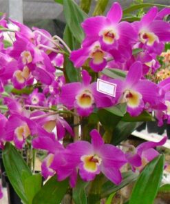 DENDROBIUM HÍBRIDO D55  PRÉ ADULTO