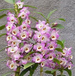 DENDROBIUM HÍBRIDO D62  PRÉ ADULTO