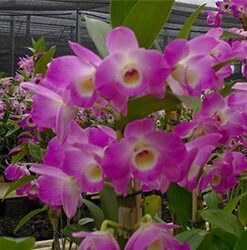 DENDROBIUM HÍBRIDO D88  PRÉ ADULTO
