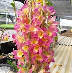 DENDROBIUM HÍBRIDO D94  PRÉ ADULTO