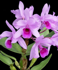 CATLEYA DEKERI MUDA 5 A 10 CM