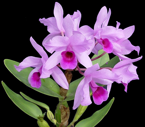 CATLEYA DEKERI MUDA 5 A 10 CM