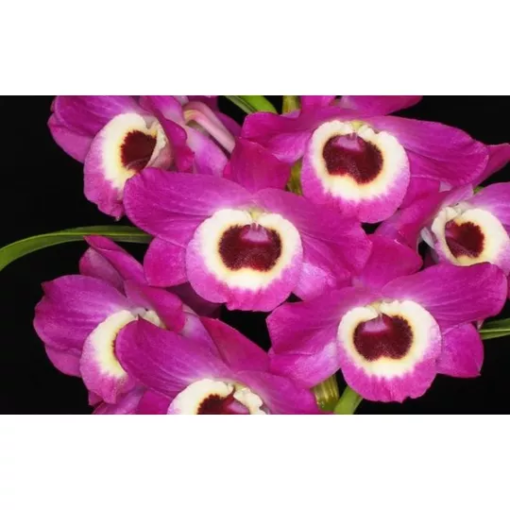 DENDROBIUM NOBILE DEEP PINK ADULTA