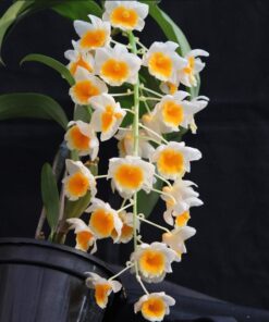 DEND. THYRSIFLORUM X DEND. FARMERI ADULTO