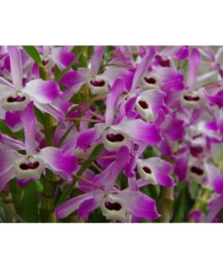 DENDROBIUM ROSA  PRECOCE MUDA