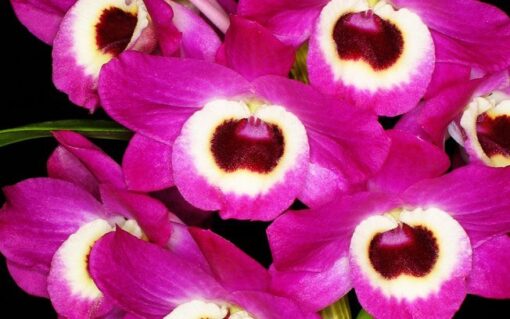 DENDROBIUM ROSA HÍBRIDO PRÉ ADULTA