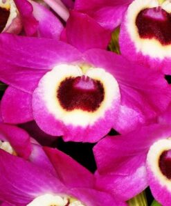 DENDROBIUM ROSA HÍBRIDO MUDA