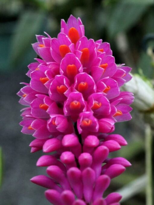 DENDROBIUM SECUNDUM ADULTO