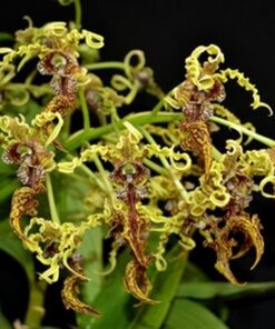 DENDROBIUM SPECTABILE MUDA 5 A 10 CM