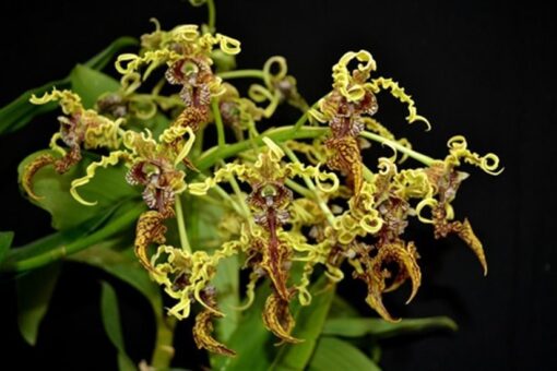 DENDROBIUM SPECTABILE MUDA 5 A 10 CM
