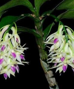 DENDROBIUM AMETHYSTOGLOSSUM ADULTO