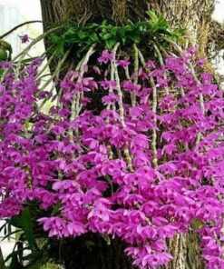 DENDROBIUM ANOSMUM TIPO MUDA 5 A 15 CM