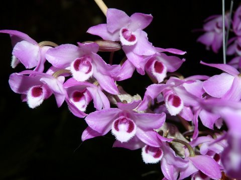 DENDROBIUM PARISHII -  PRÉ ADULTA