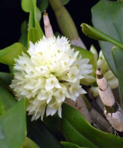 DENDROBIUM PURPUREUM ALBA MUDA 5 A 10 CM