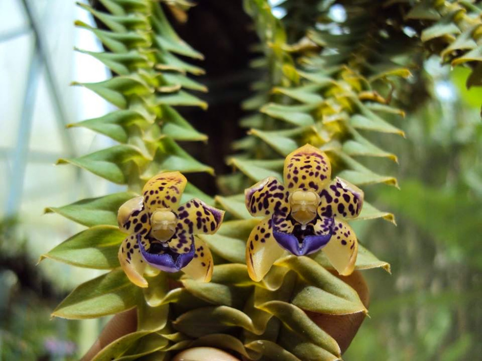 DICHAEA PENDULA MUDA