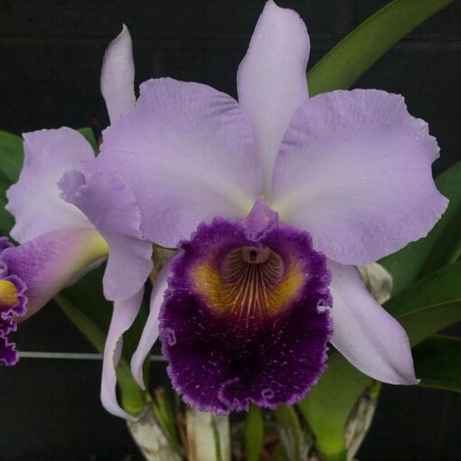 BLC. DINARD BLUE HEAVEN - CORTE ADULTO