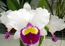 BLC. MISHIMA FLASH X SETO SPLENDOR ADULTA