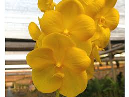 VANDA PRÉPATHOM GOLD ADULTA