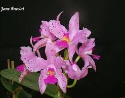 C. AMESTHYSTOGLOSSA BEIGE X SELF - CORTE ADULTO