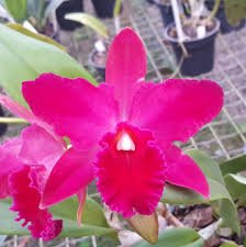 SLC. VALLEZAC 'EVELYN' - CORTE ADULTO
